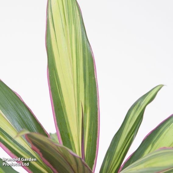 Cordyline fruticosa 'Kiwi'