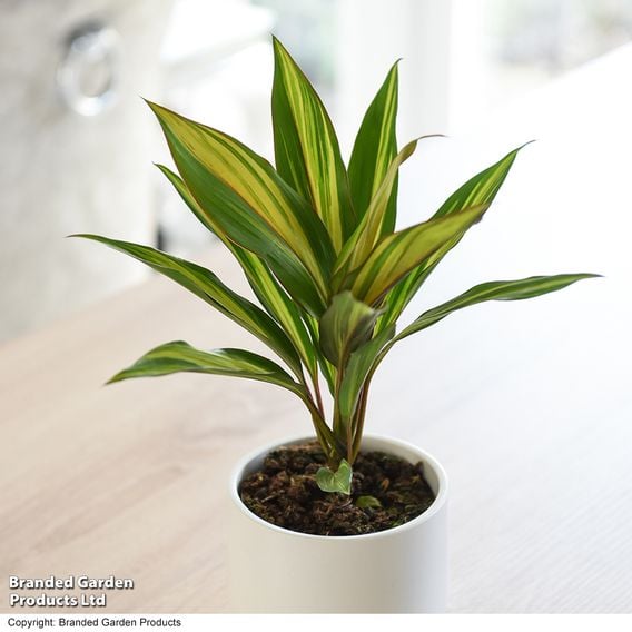 Cordyline fruticosa 'Kiwi'