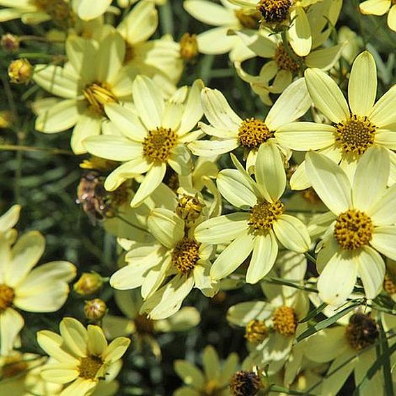 Coreopsis verticillata 'Moonbeam'