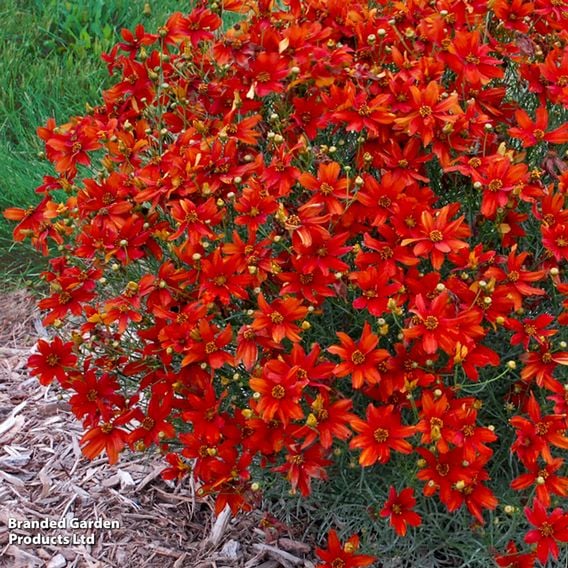 Coreopsis verticillata 'Sizzle & Spice Crazy Cayenne'