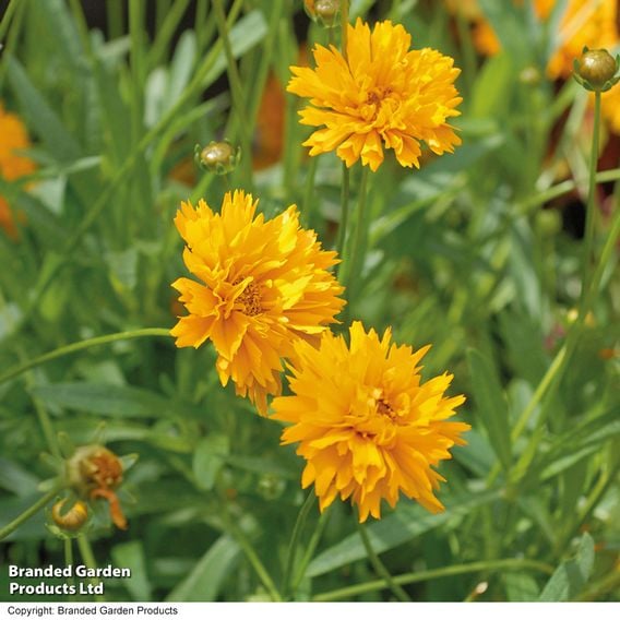 Coreopsis 'Golden Joy'