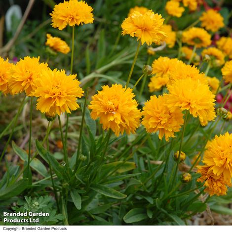 Perfect Perennial Collection