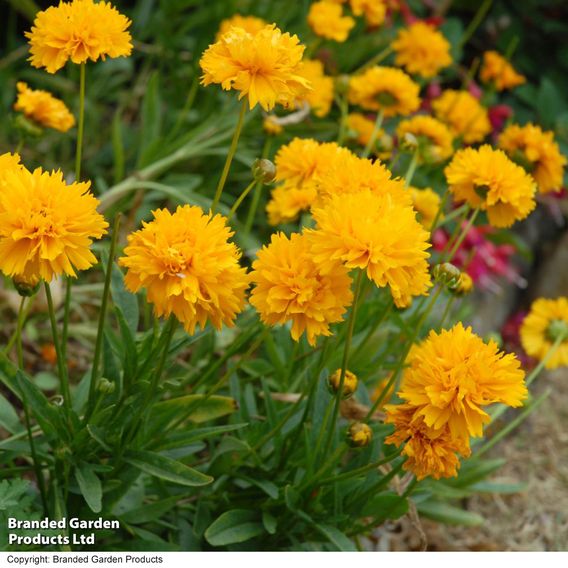 Perfect Perennial Collection