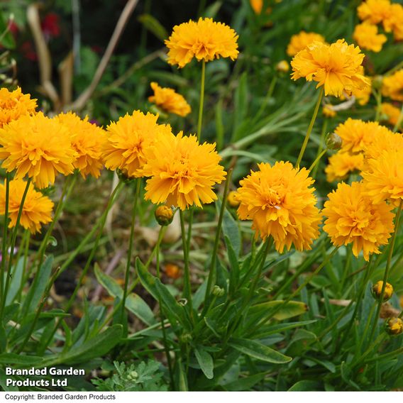Perennial Cottage Garden Collection
