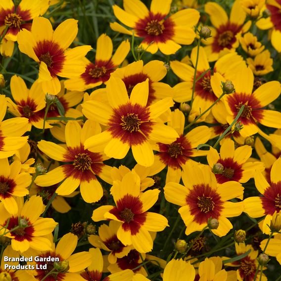 Coreopsis verticillata 'Sizzle & Spice Sassy Saffron'