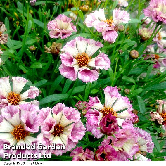 Coreopsis Incredible! Sea Shells Mix - Seeds