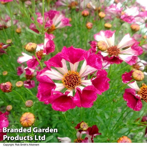 Coreopsis Incredible! Sea Shells Mix Seeds