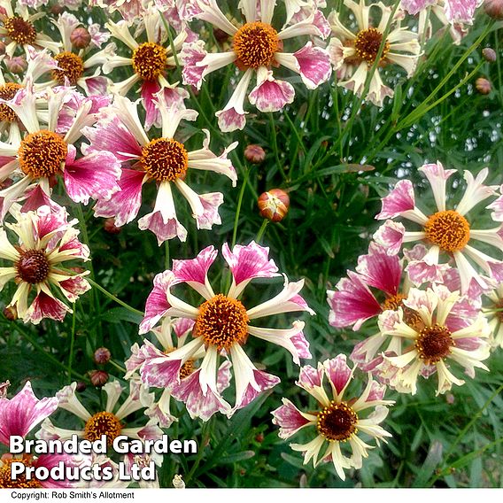 Coreopsis Incredible! Sea Shells Mix Seeds