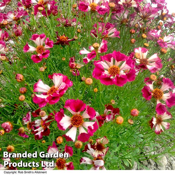 Coreopsis Incredible! Sea Shells Mix Seeds