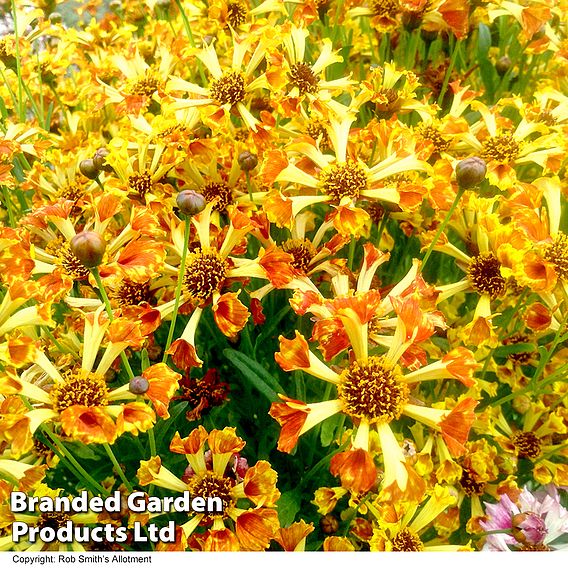 Coreopsis Incredible! Sea Shells Mix - Seeds