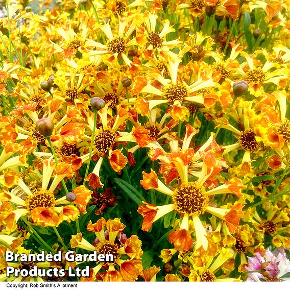 Coreopsis Incredible! Sea Shells Mix Seeds