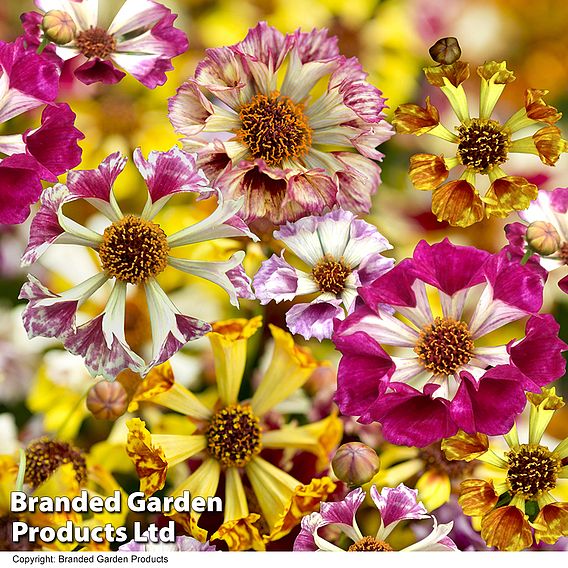 Coreopsis Incredible! Sea Shells Mix Seeds