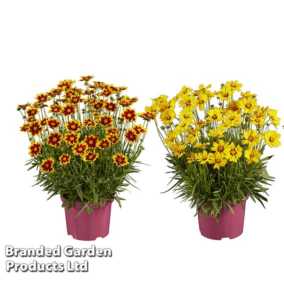 Coreopsis 'Solar Collection'