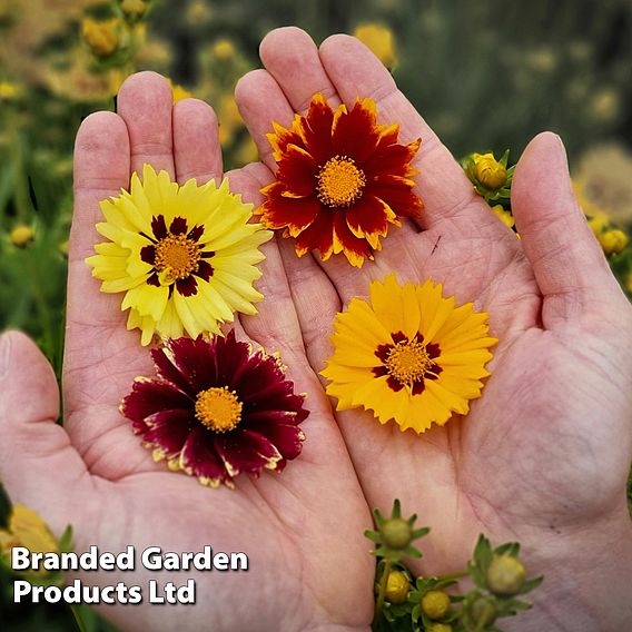 Coreopsis 'Solar Collection'