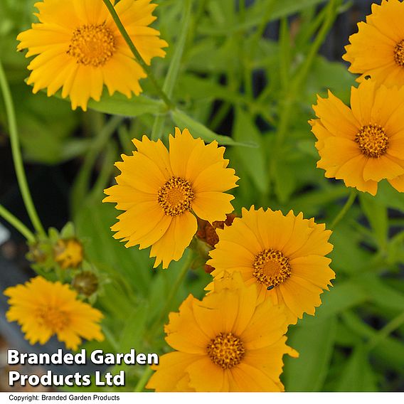 Coreopsis grandiflora 'Sunray'