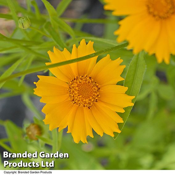 Coreopsis grandiflora 'Sunray'