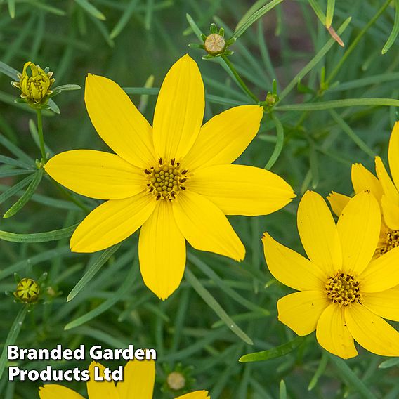 Coreopsis verticillata 'Zagreb'