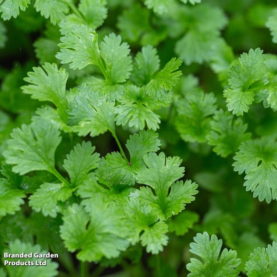Coriander - Organic Seeds
