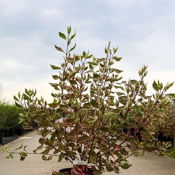 Cornus alba 'Miracle'
