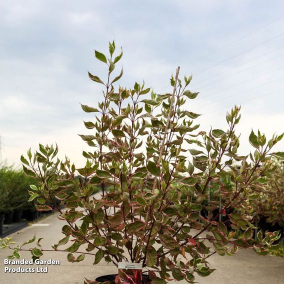 Cornus alba 'Miracle'