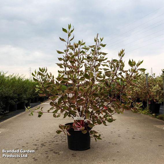Cornus alba 'Miracle'