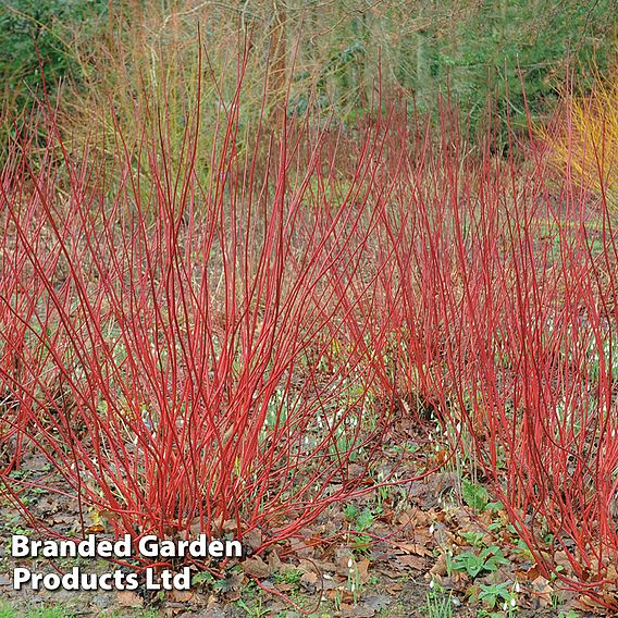 Cornus alba 'Sibirica' (Hedging)