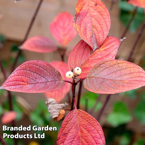 Cornus alba 'Sibirica' (Hedging)