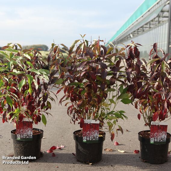 Cornus alba 'Red Gnome'