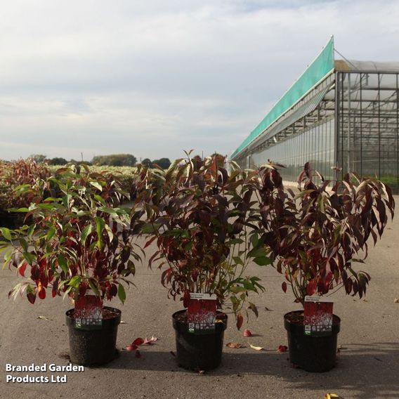 Cornus alba 'Red Gnome'