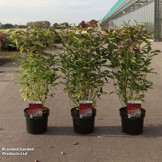 Cornus alba 'Red Gnome'