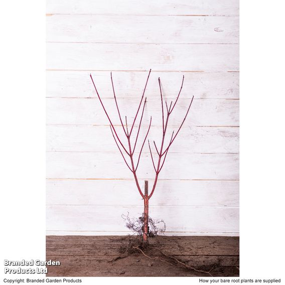 Cornus alba 'Sibirica' (Hedging)