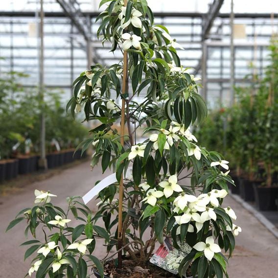Cornus angustata 'Empress of China'
