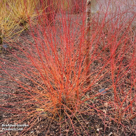 Cornus sanguinea 'Anny's Winter Orange'