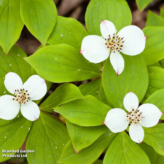 Cornus canadensis