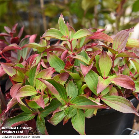 Cornus canadensis