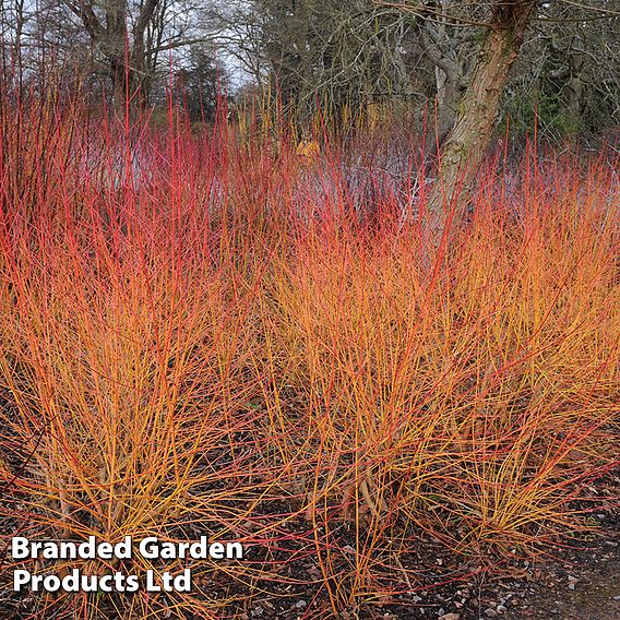 Cornus sanguinea 'Midwinter Fire'