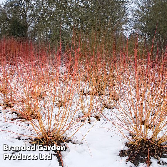 Cornus sanguinea 'Midwinter Fire'