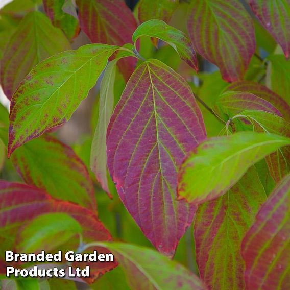 Common Dogwood (Hedging)