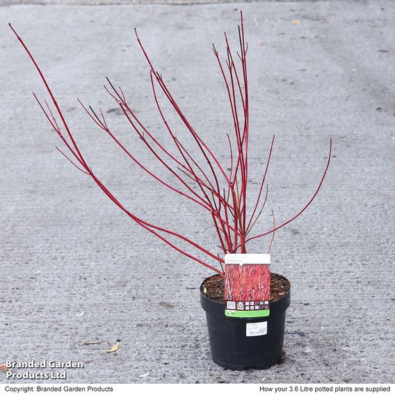Cornus alba 'Sibirica' (Hedging)