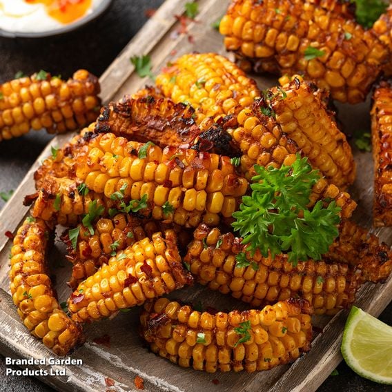 Sweetcorn 'Eden' F1 - Gourmet Veg Seeds