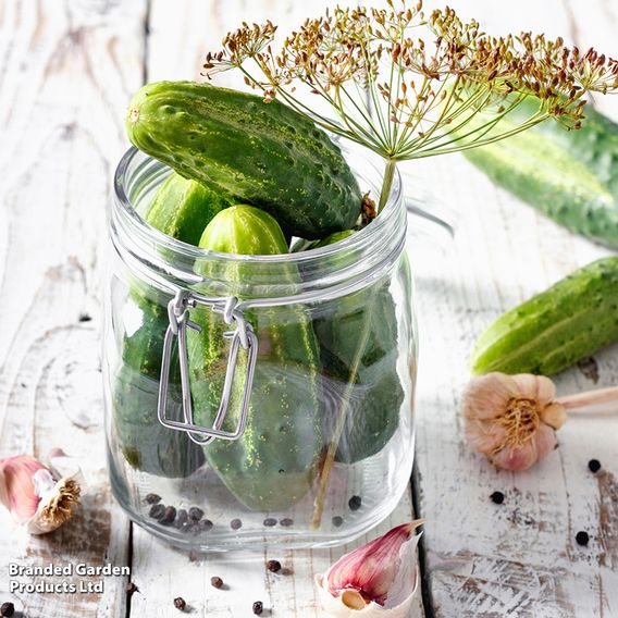 Cucumber 'Venlo Pickling (Gherkin)' - Seeds