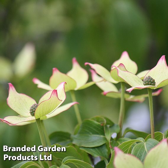 Cornus kousa var. chinensis 'Wieting's Select'