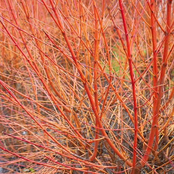 Cornus sanguinea 'Winter Flame'