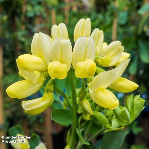 Coronilla valentina subsp. glauca 'Citrina'