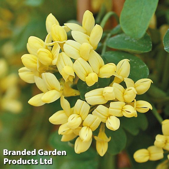Coronilla valentina subsp. glauca 'Citrina'