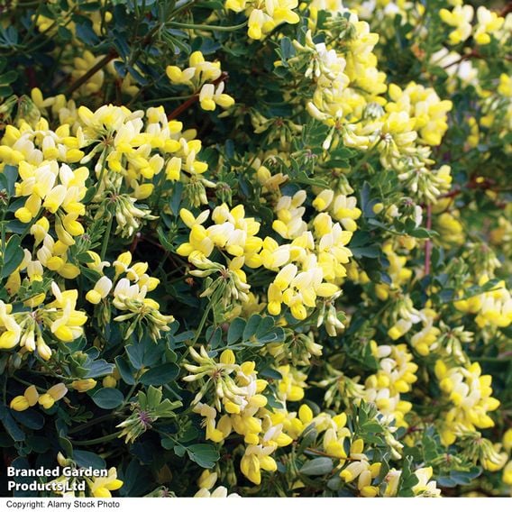 Coronilla valentina subsp. glauca 'Citrina'