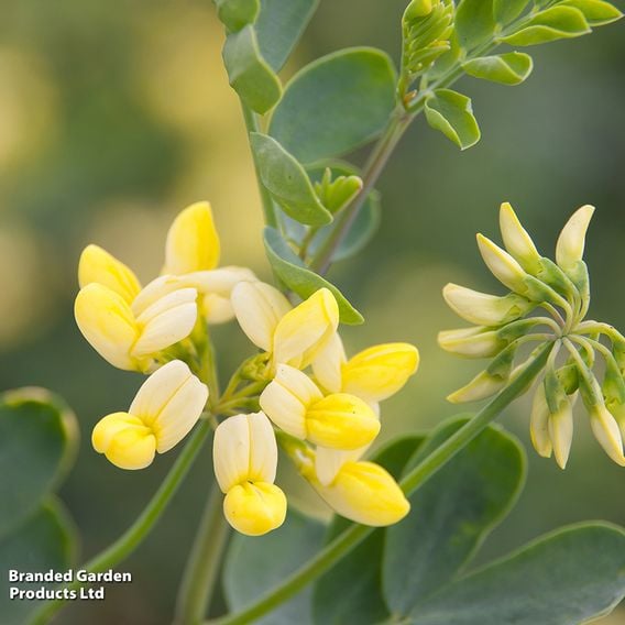 Coronilla valentina subsp. glauca 'Citrina'