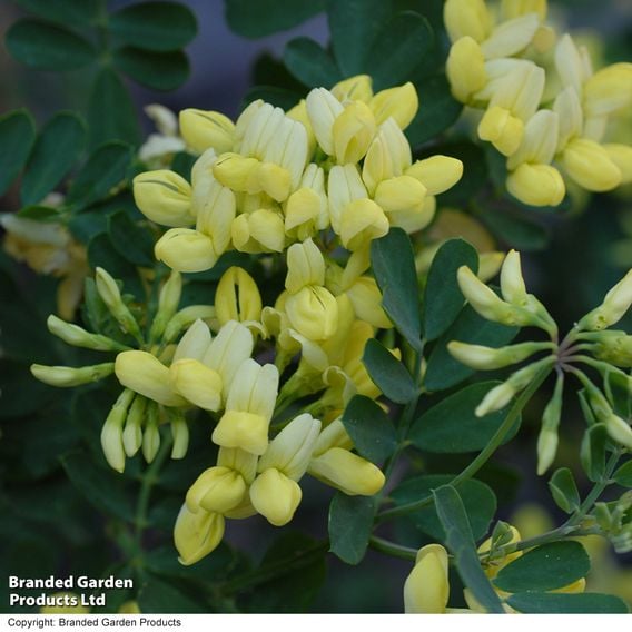 Coronilla valentina subsp. glauca 'Citrina'