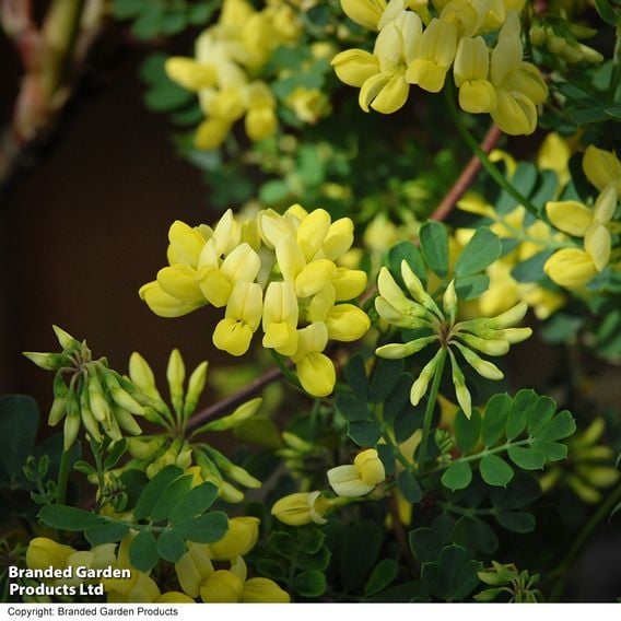 Coronilla valentina subsp. glauca 'Citrina'