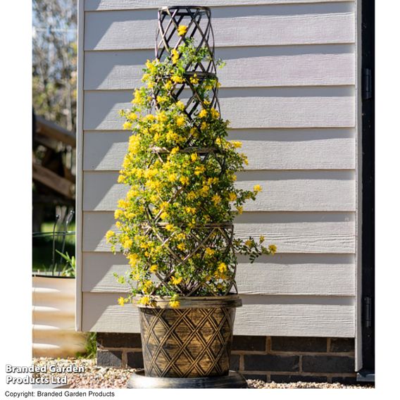 Coronilla valentina subsp. glauca 'Citrina'